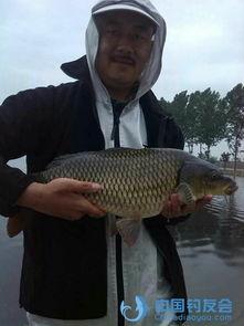 国产斗鱼最佳配鱼方法视频,打造完美鱼缸生态圈