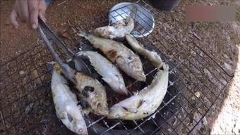 国产斗鱼最佳配鱼方法视频,打造完美鱼缸生态圈