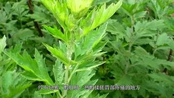 艾草在线观看视频国产