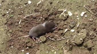 国产鼹鼠挖土视频,高效作业背后的科技力量