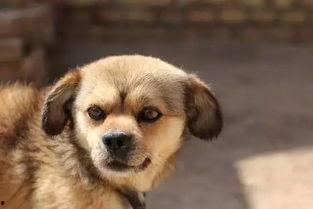 中国人国产犬视频,探寻中国本土犬种的独特魅力