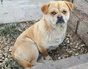 中国人国产犬视频,探寻中国本土犬种的独特魅力